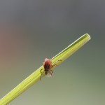 Weibchen auf Grashalm