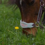 Blume beim Grasen