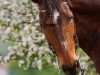 Frühling