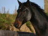 Cyrano