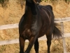Cyrano