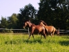 Sommerweide 2011