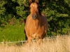 Sommerweide 2011