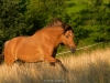 Sommerweide 2011