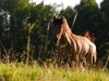 Sommerweide 2011