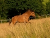 Sommerweide 2011