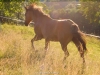 Sommerweide 2011