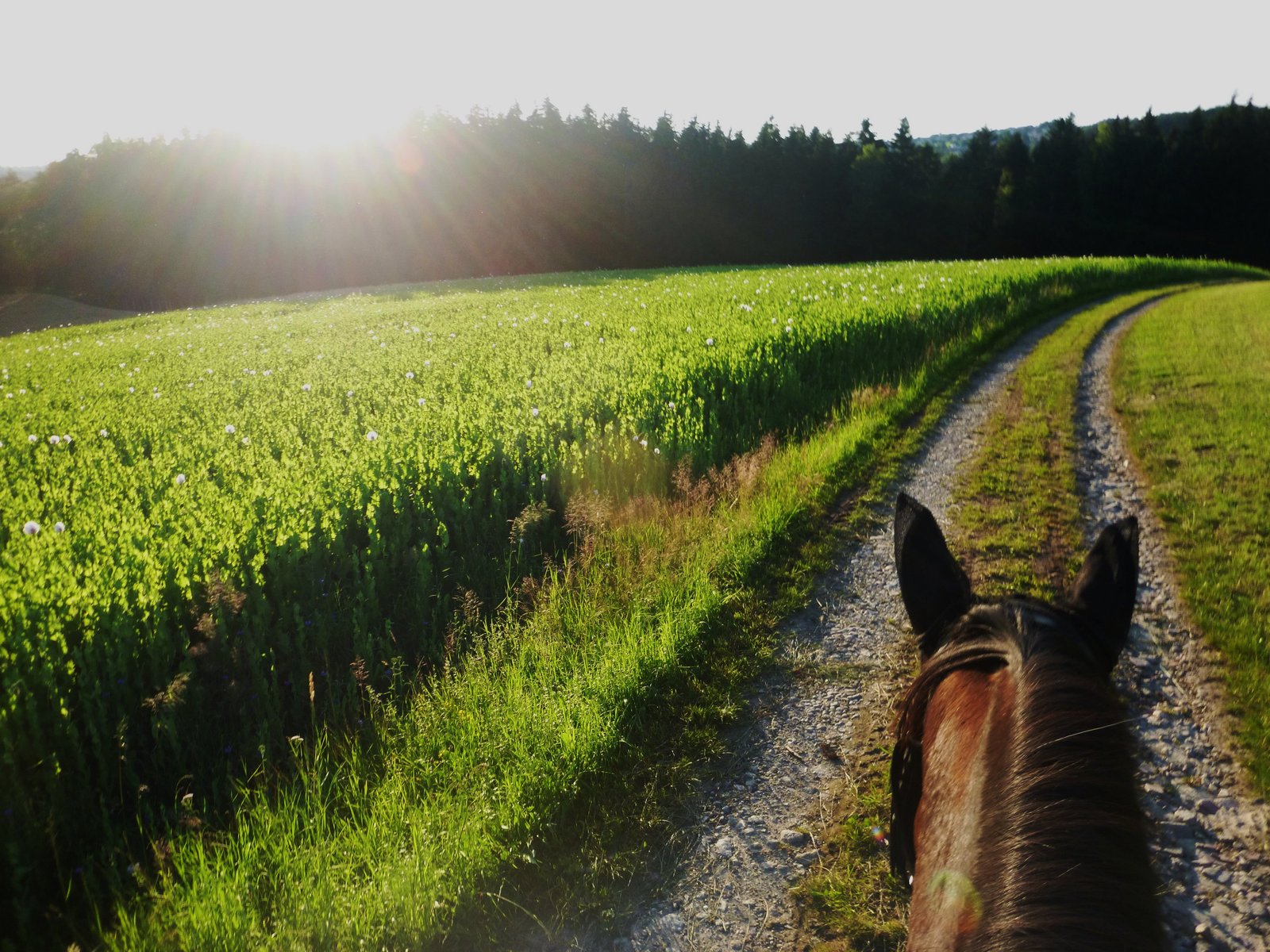 As Seen Through Horses Ears - Summer in Austria