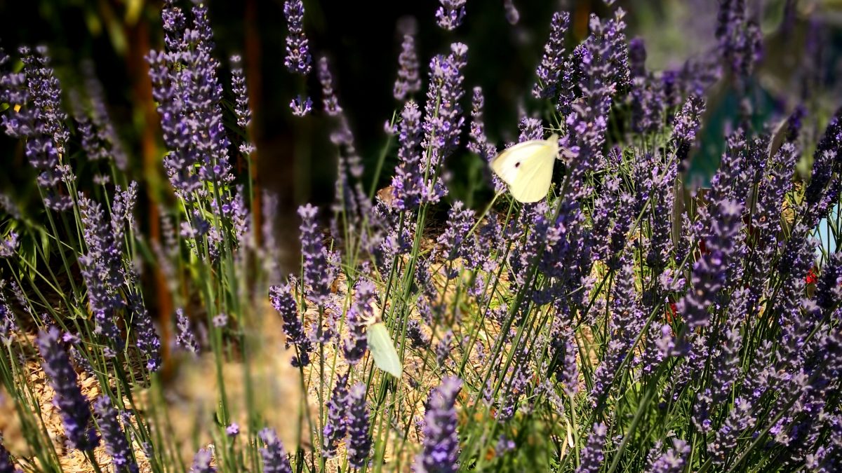 Lavendel mit Schmetterlink